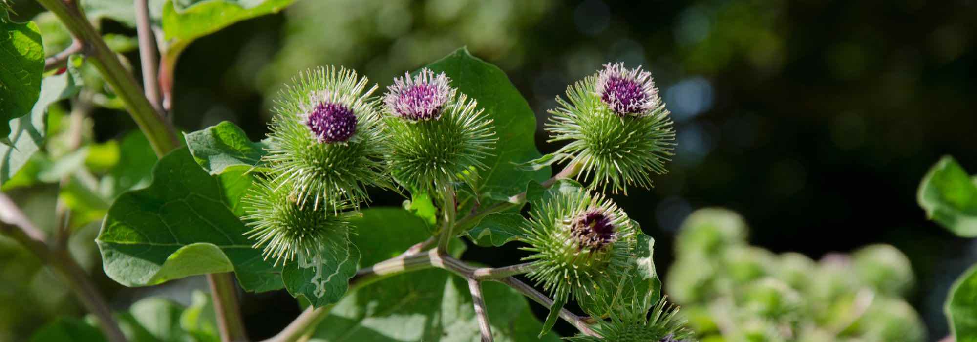 Los fungicidas naturales para usar en purín y decocción