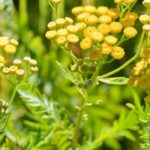 Los insecticidas naturales que se deben usar en purín y decocción