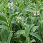 Las plantas estimulantes que puedes usar en purín y decocción para potenciar tus cultivos