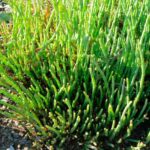 ¿Cómo cosechar y conservar la salicornia? Todos nuestros consejos