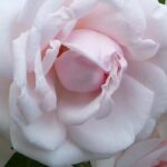 Cultivar rosas en Media sombra: ¡es posible!