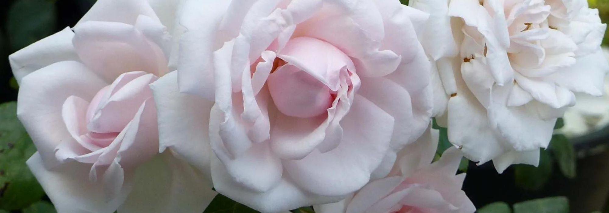 Cultivar rosas en Media sombra: ¡es posible!