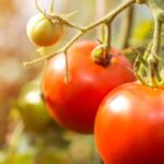 ¿Se pueden cultivar tomates de verdad sin agua?