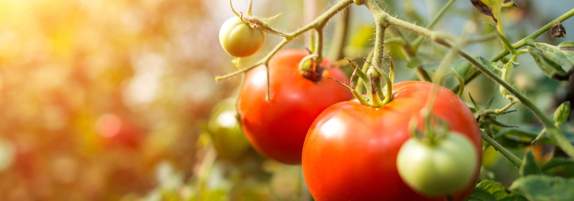 ¿Se pueden cultivar tomates de verdad sin agua?