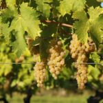 ¿Cómo hacer una treille de vid?