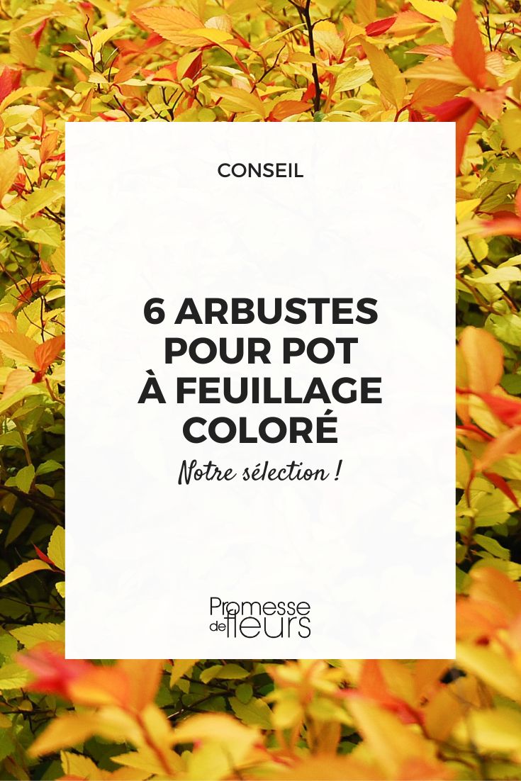 follajes coloridos para la terraza y el balcón
