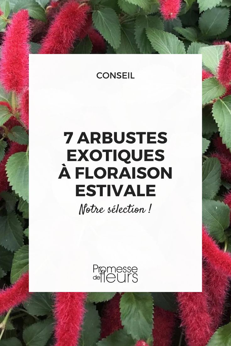 Acalypha pendula 'Foxie'