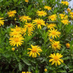 ¿Cómo hacer esquejes de Euryops?