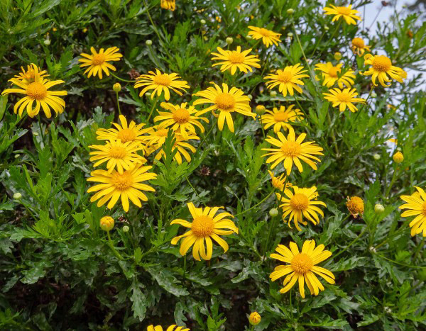 ¿Cómo hacer esquejes de Euryops?