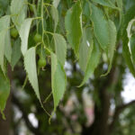 Almez: plantación, cultivo y cuidados