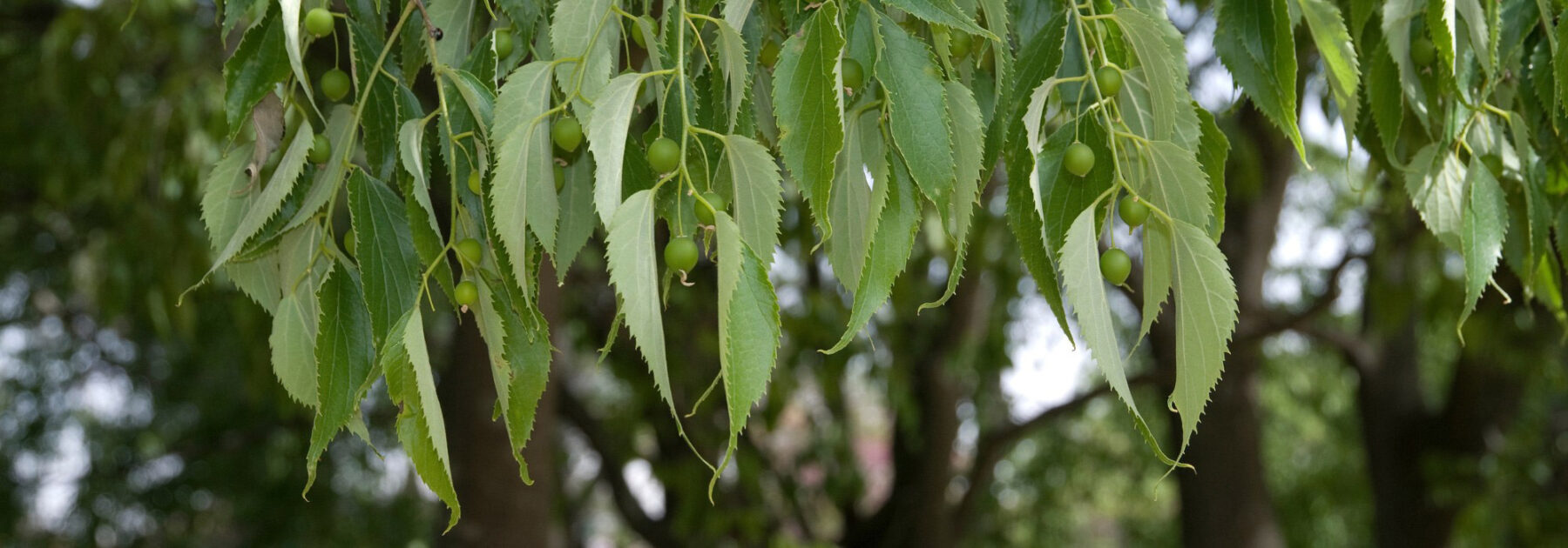 Almez: plantación, cultivo y cuidados