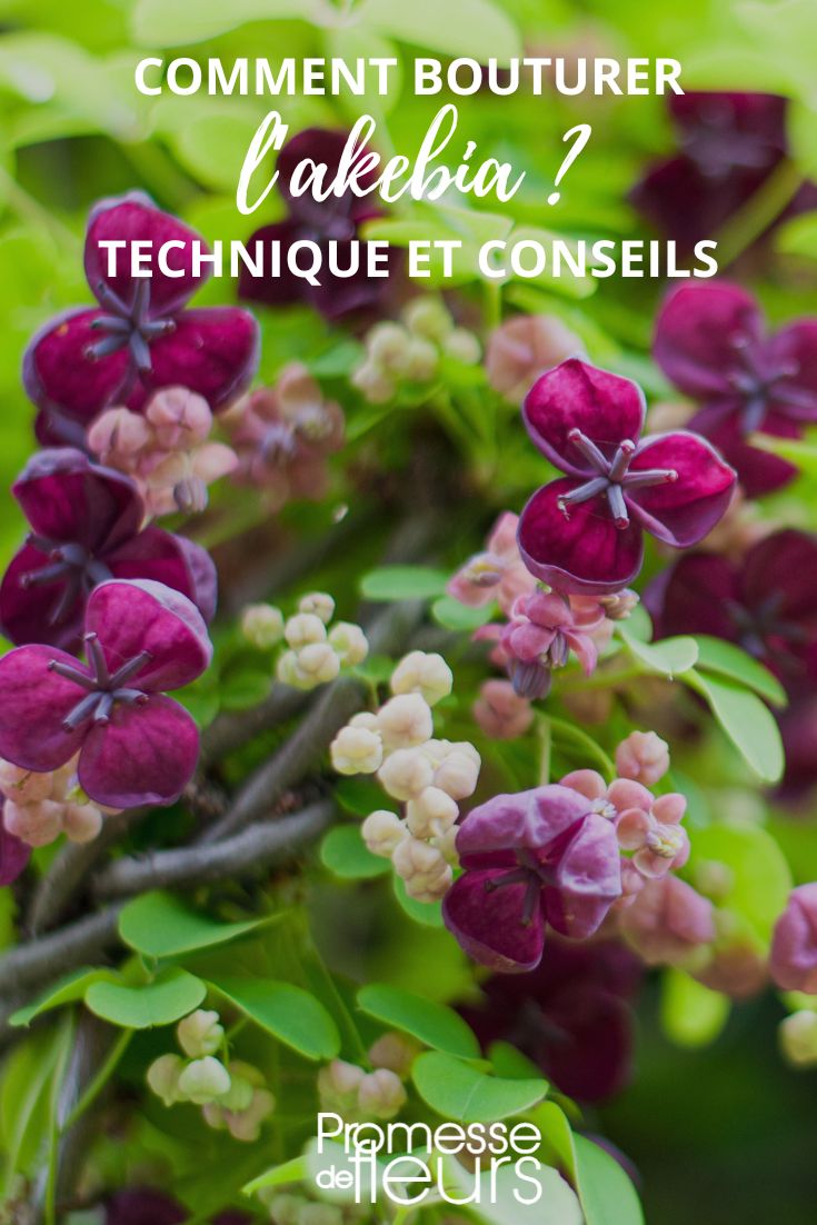 multiplicación de la akebia