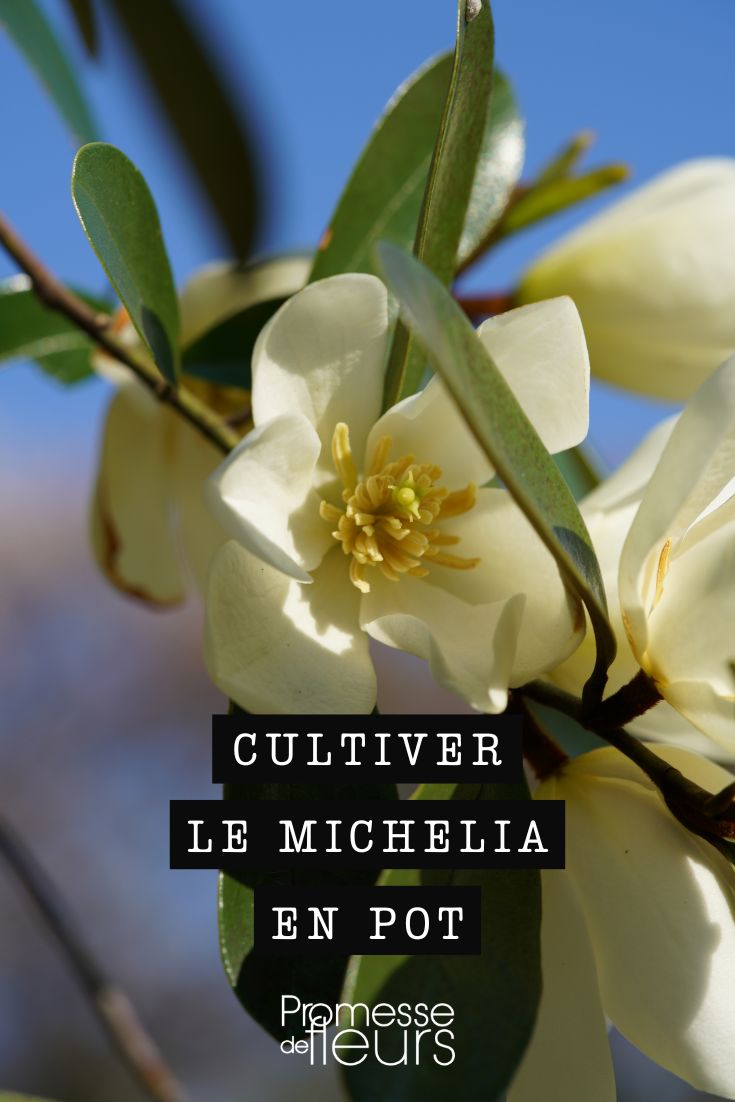 cultivar el michelia en maceta