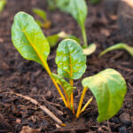 ¿Cómo sembrar las acelgas?