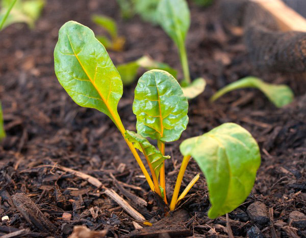 ¿Cómo sembrar las acelgas?