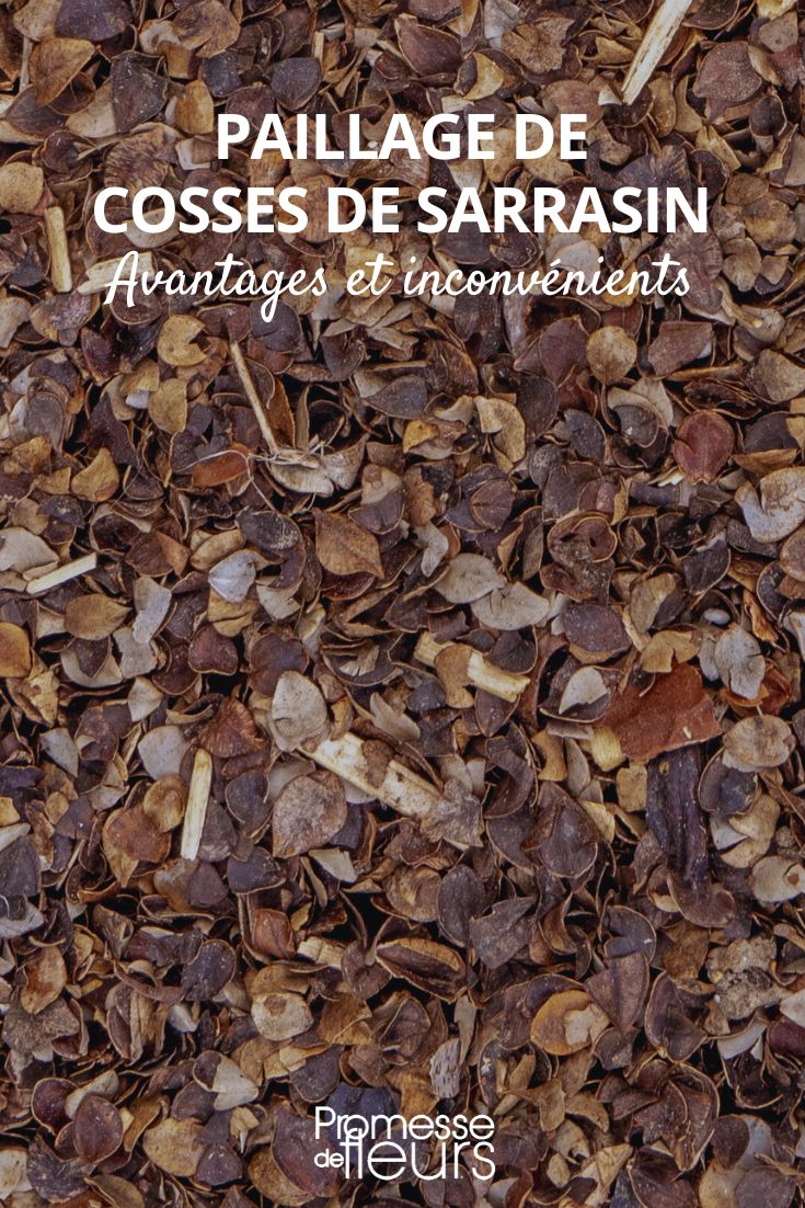 acolchado de trigo sarraceno