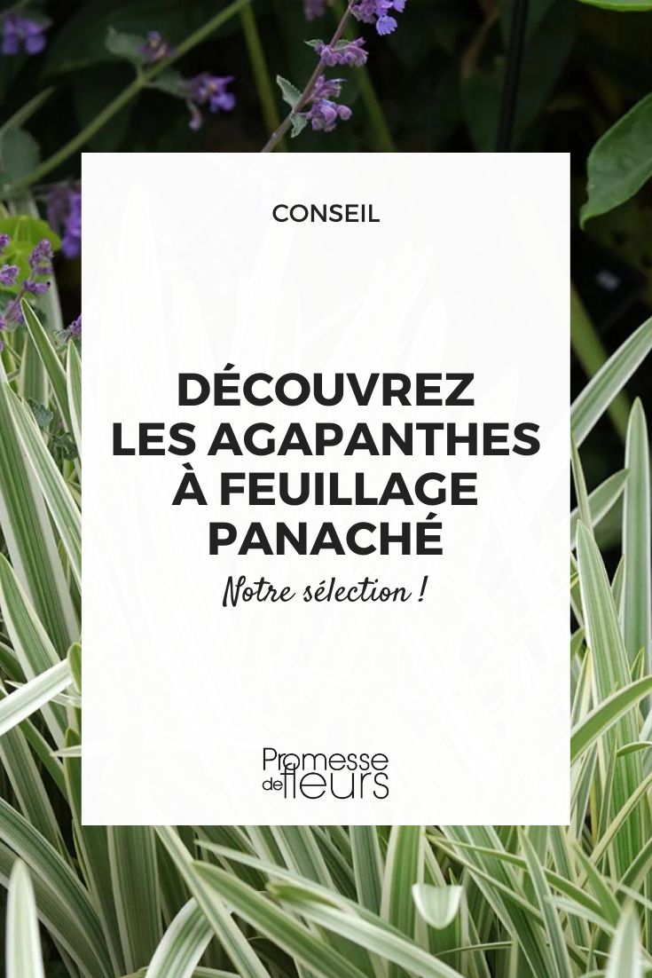 Agapanto 'Silver Moon'