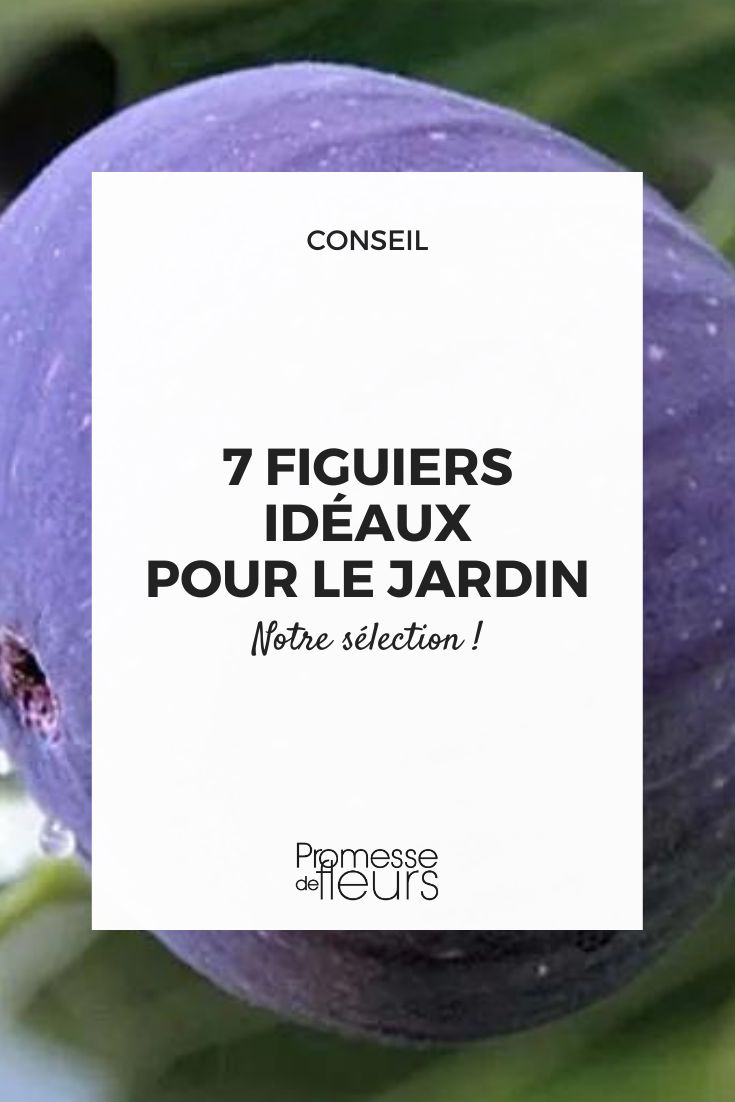 higo Ronde de Bordeaux