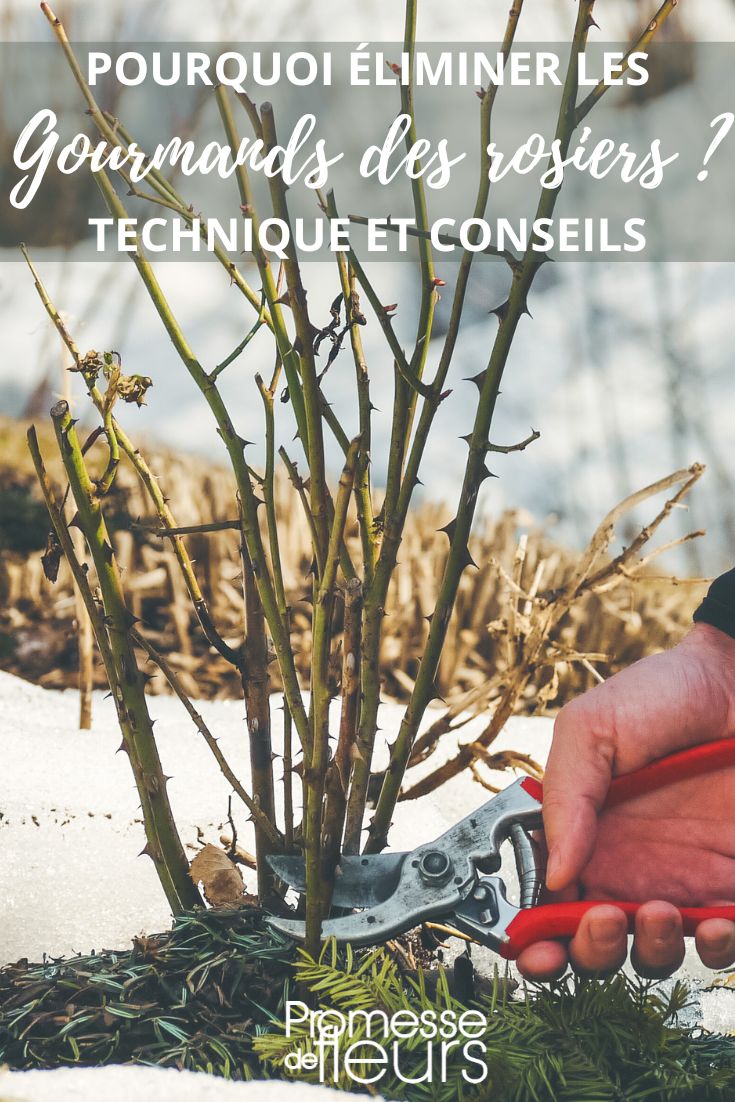 retoños de los rosales