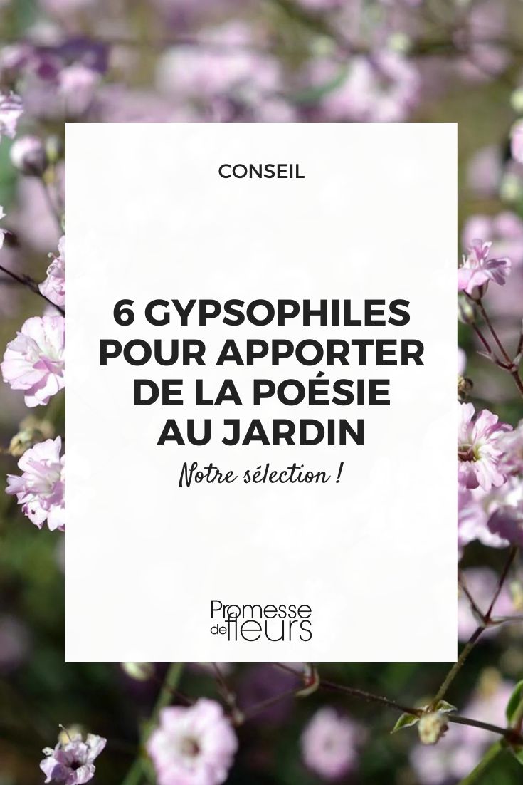 Gypsophila paniculata Festival® 'Pink Lady'  

(Nota: Mantengo el nombre científico y la marca registrada sin traducir, como es habitual en botánica. Si se desea una versión en español del nombre común, podría ser: "Nube Festival® 'Pink Lady'", pero en el contexto de un blog especializado es preferible mantener el nombre latino).  

Traducción lista para WordPress:  

Gypsophila paniculata Festival® 'Pink Lady'  

(Opción con nombre común si se prefiere: Nube Festival® 'Pink Lady')  

*Conservé exactamente el formato original, marcas registradas y nombres varietales sin alteración, como requiere la terminología botánica profesional.*