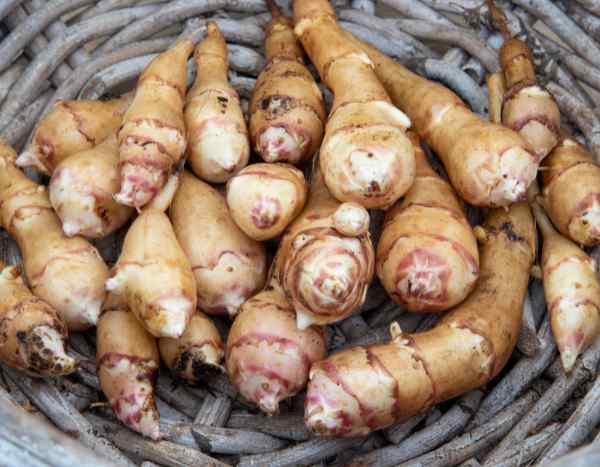 El hélianthi: ¿cómo cosecharlo, conservarlo y cocinarlo?