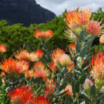 Crea un jardín exótico y sorprendente con la inspiración de Safari Vegetal