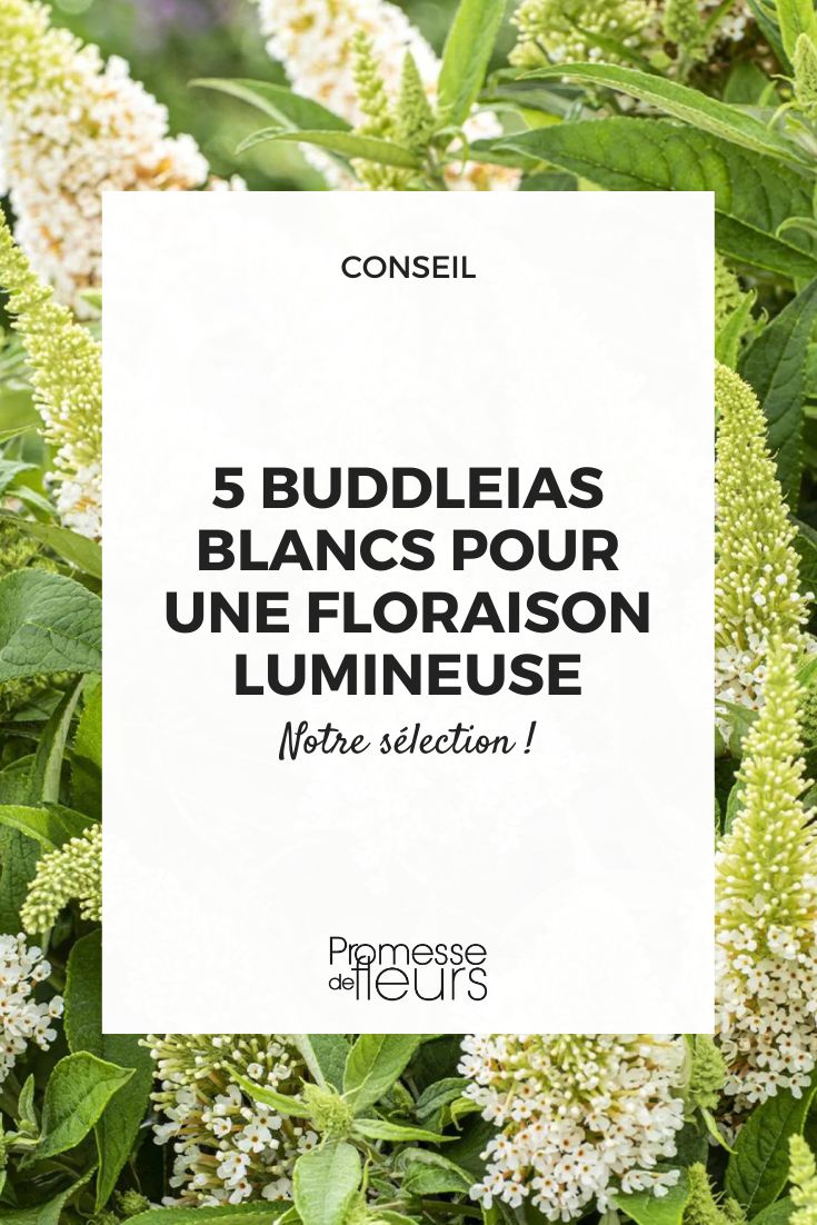 Buddleia Candy Little White