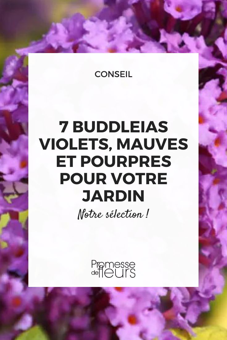 Buddleja davidii 'Moonshine'