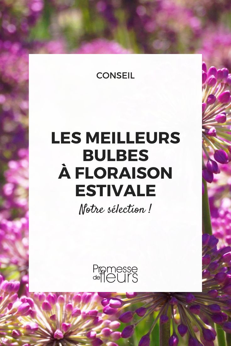 ajo ornamental Lavender Bubbles