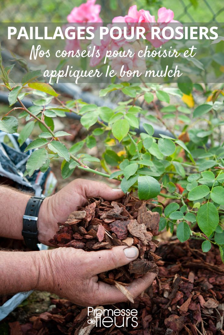 # Acolchado y rosales

El acolchado es una técnica esencial para el cuidado de los rosales, ya que ofrece múltiples beneficios:

## Beneficios del acolchado para rosales
- Mantiene la humedad del suelo
- Regula la temperatura de las raíces
- Evita el crecimiento de malas hierbas
- Mejora la estructura del suelo con el tiempo
- Protege contra las heladas en invierno

## Materiales recomendados para acolchar rosales
- Corteza de pino
- Compost bien descompuesto
- Paja o heno
- Hojas secas
- Mantillo de coco

## Cómo aplicar el acolchado correctamente
1. Limpia el área alrededor del rosal
2. Extiende una capa de 5-7 cm de material
3. Deja espacio alrededor del tallo principal
4. Renueva el acolchado cada primavera

Con un buen acolchado, tus rosales tendrán mejores condiciones para crecer sanos y florecer abundantemente.