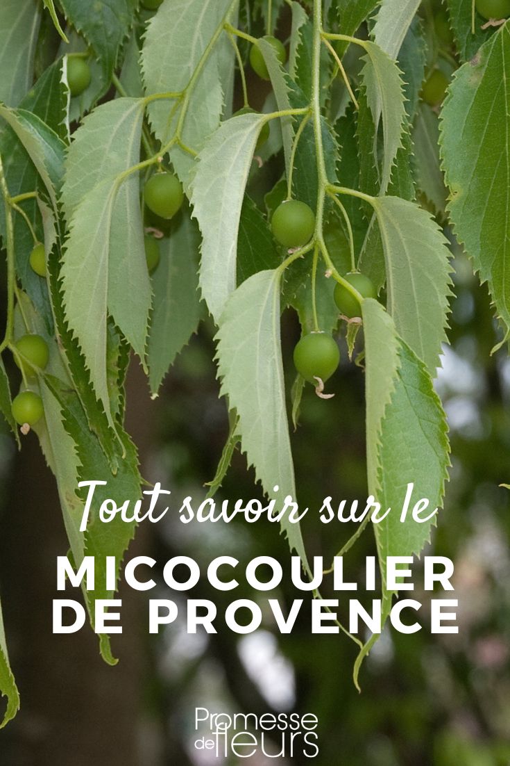 Almez de Provenza cultivar y saber todo sobre el Almez
