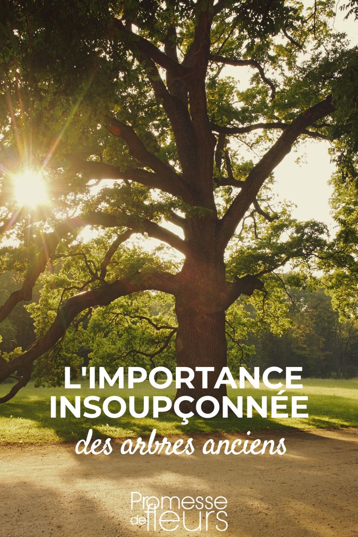 los árboles viejos beneficiosos para el jardín