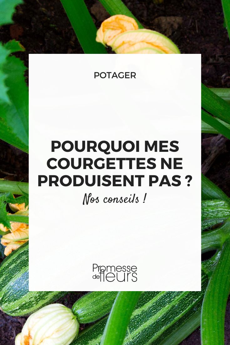 calabacines en el jardín