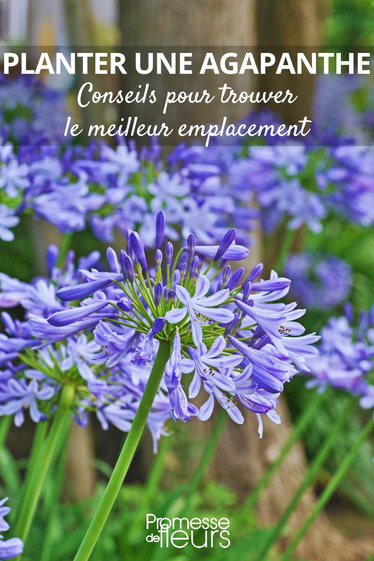 elegir el lugar adecuado para plantar una agapanthe