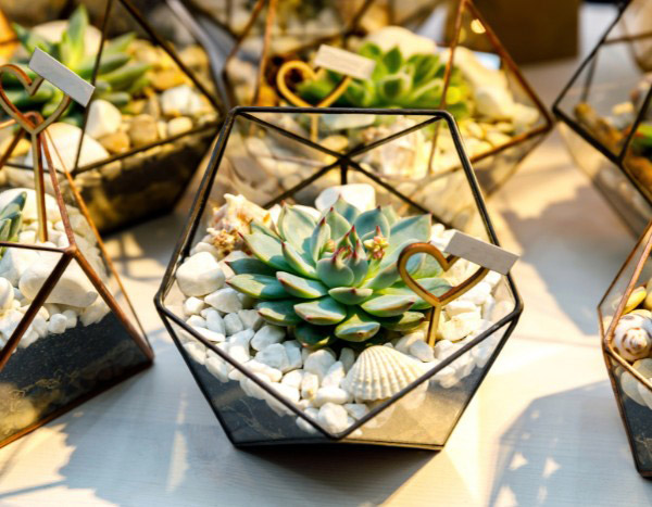 DIY: ¿Cómo crear mini-terrarios con plantas crasas para sus invitados de boda?