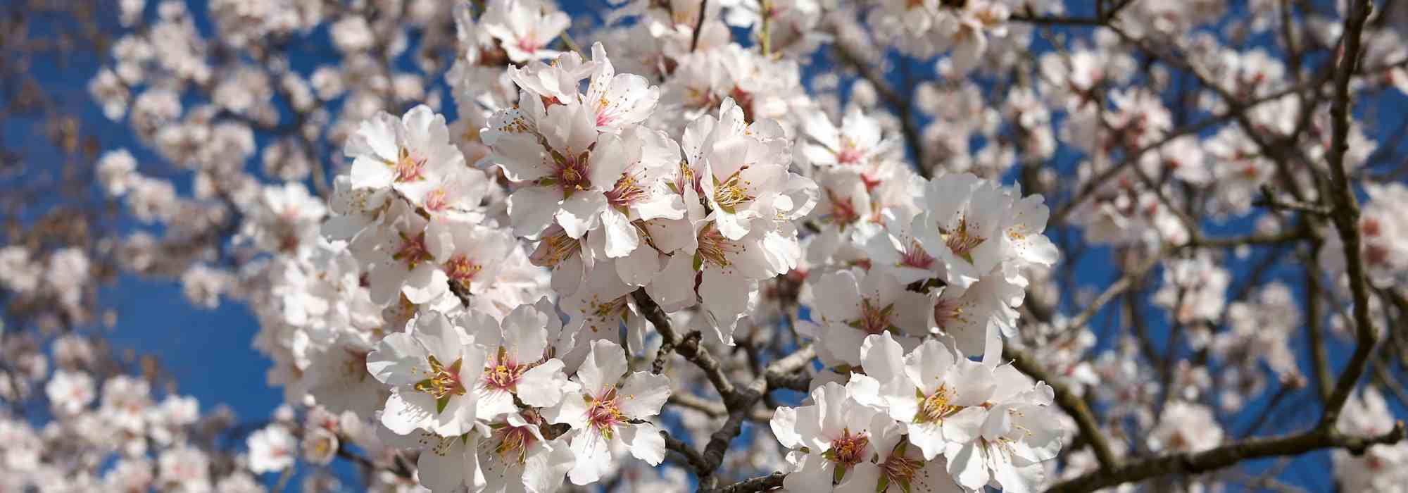Almendro: las mejores variedades para plantar