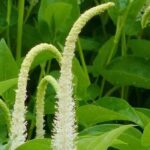 Charca de jardín: ¿qué plantas acuáticas elegir para la media sombra?