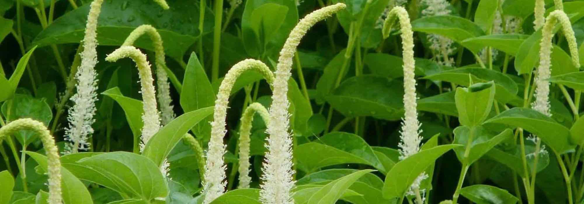 Charca de jardín: ¿qué plantas acuáticas elegir para la media sombra?