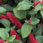 7 arbustos exóticos de floración veraniega