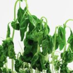 Cómo estropear tu Albahaca en 5 lecciones