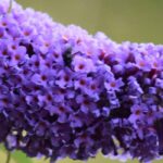 Los mejores Mariposa violetas, lila y moradas para tu jardín