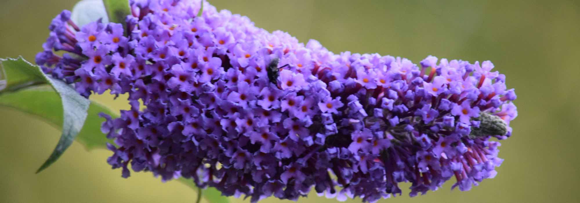 Los mejores Mariposa violetas, lila y moradas para tu jardín