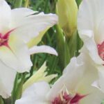 Nuestro top 9 de bulbos de verano con flores blancas