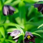 Nuestra selección de bulbos de verano que prosperan en la sombra o en la mi-ombre