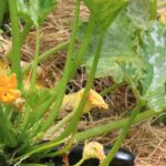 Calabacines: valores seguros