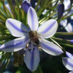 ¿Cuál es el mejor lugar para plantar una Agapanthe?