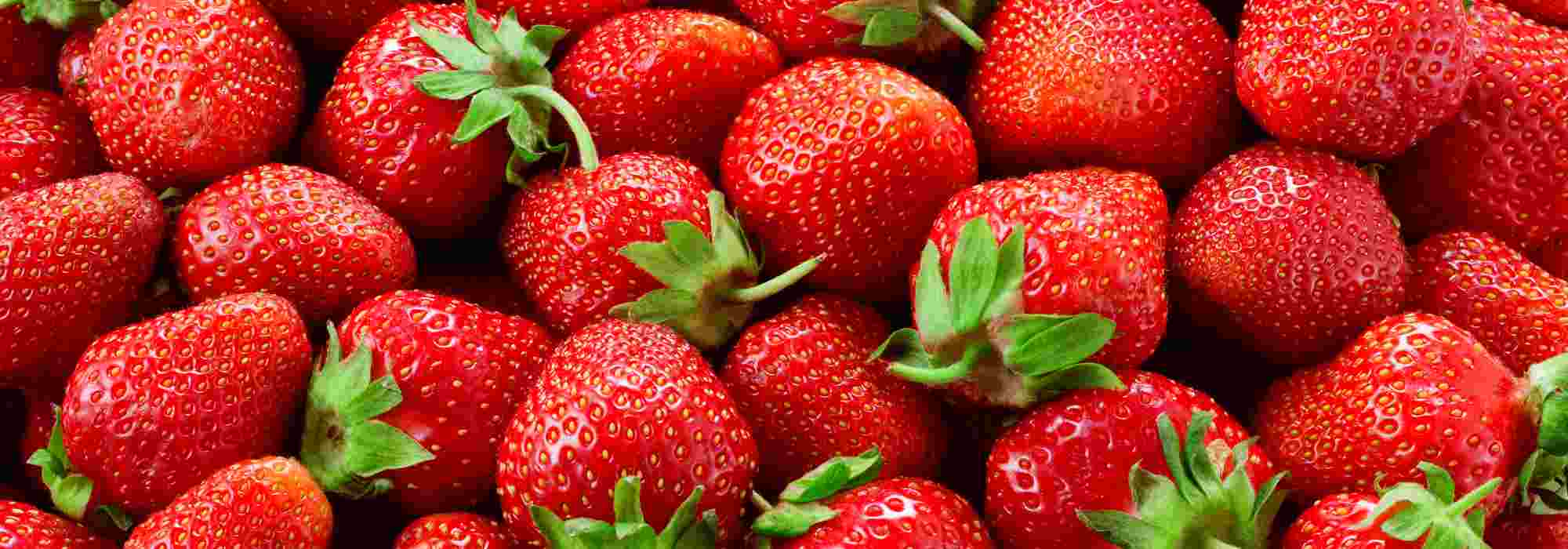 Fresas trepadoras: apuestas seguras para una cosecha abundante