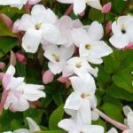 Nuestro top 5 de plantas trepadoras mediterráneas que no temen ni el Calor ni la Sequía