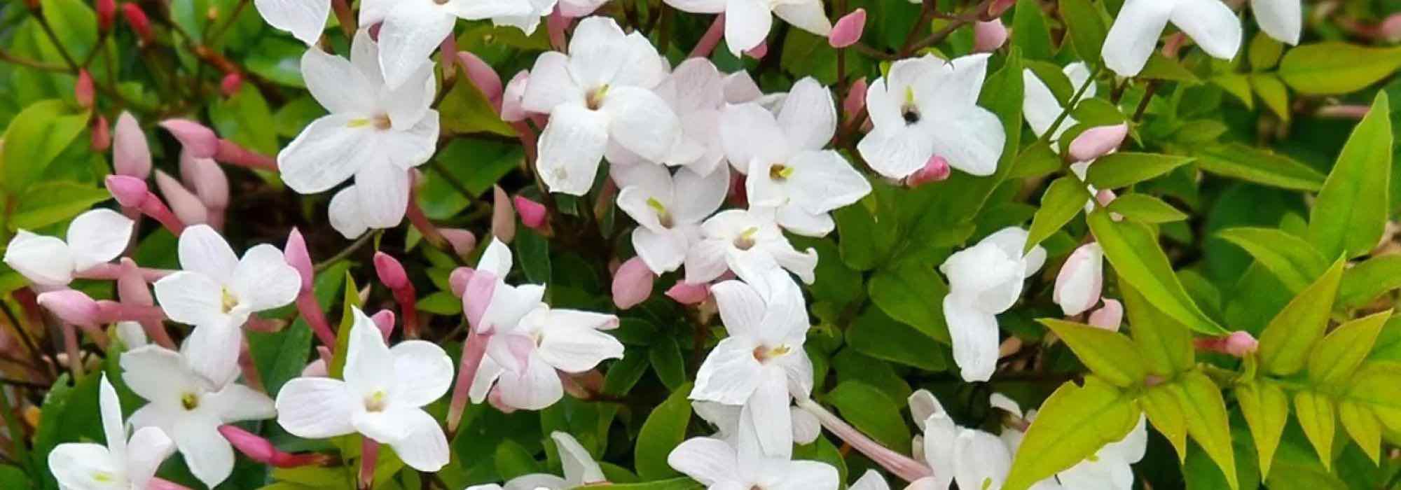 Nuestro top 5 de plantas trepadoras mediterráneas que no temen ni el Calor ni la Sequía