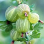 ¿Cómo multiplicar la grosella espinosa?